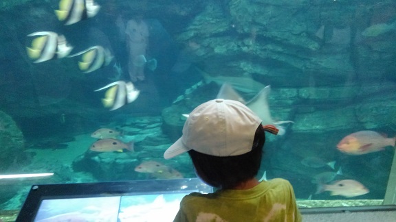 190804 妹新参・須磨水族園 (6) 190804 妹新参・須磨水族園 (6)