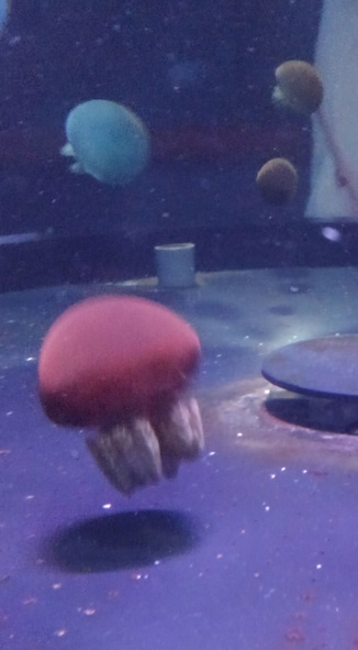 190804 妹新参・須磨水族園 (14) 190804 妹新参・須磨水族園 (14)