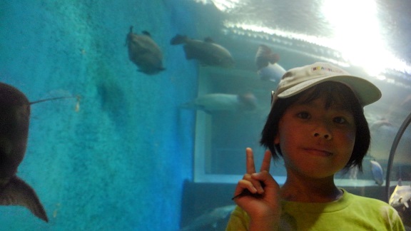 190804 妹新参・須磨水族園 (14) 190804 妹新参・須磨水族園 (14)