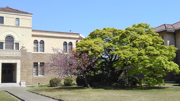 190408 大学の桜 (4) 190408 大学の桜 (4)