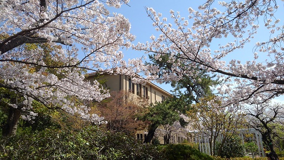 190408 大学の桜 (4) 190408 大学の桜 (4)