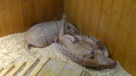 190526 うみたまご・高崎山 (4) 190526 うみたまご・高崎山 (4)