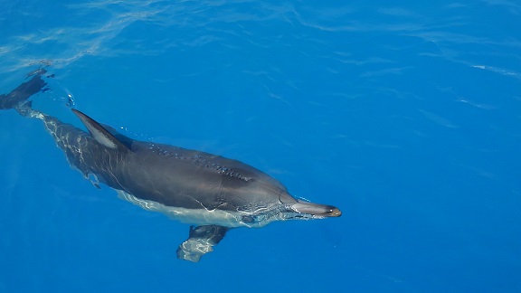 190526 うみたまご・高崎山 (4) 190526 うみたまご・高崎山 (4)