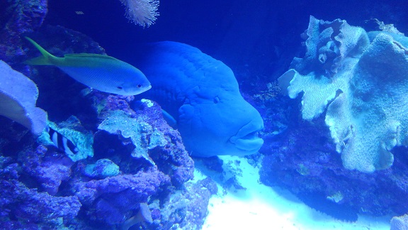 190526 うみたまご・高崎山 (4) 190526 うみたまご・高崎山 (4)