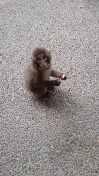 190526 うみたまご・高崎山 (31) 190526 うみたまご・高崎山 (31)