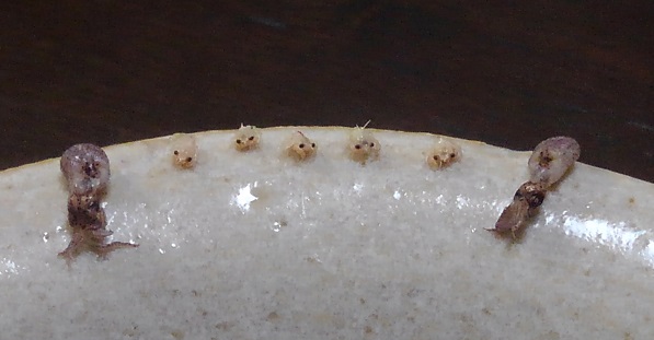 190306 大学・ちりもん・マンガ (10) 190306 大学・ちりもん・マンガ (10)