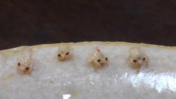 190306 大学・ちりもん・マンガ (10) 190306 大学・ちりもん・マンガ (10)