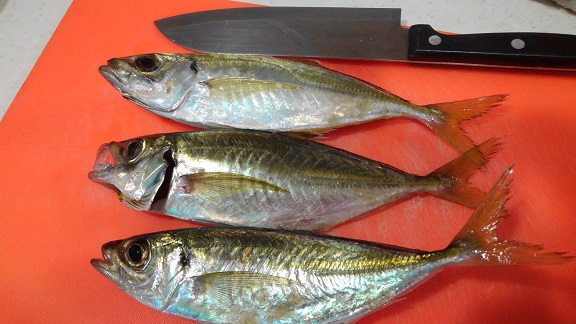 191020 兄新参・釣果 (7) 191020 兄新参・釣果 (7)