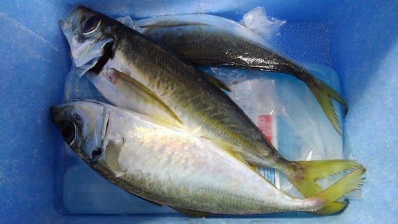 191020 兄新参・釣果 (7) 191020 兄新参・釣果 (7)