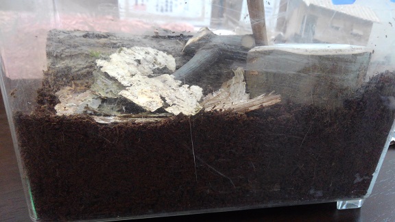 190802 クワガタマット (1) 190802 クワガタマット (1)