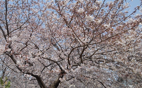 190407 投票所の桜 (1) 190407 投票所の桜 (1)