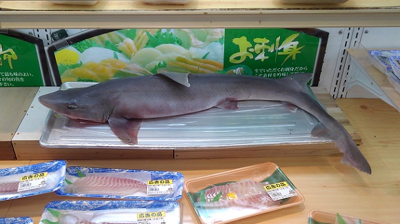 191122 天神橋・サメ (5) 191122 天神橋・サメ (5)