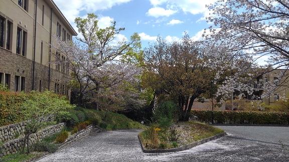 190415 大学の櫻 (1) 190415 大学の櫻 (1)