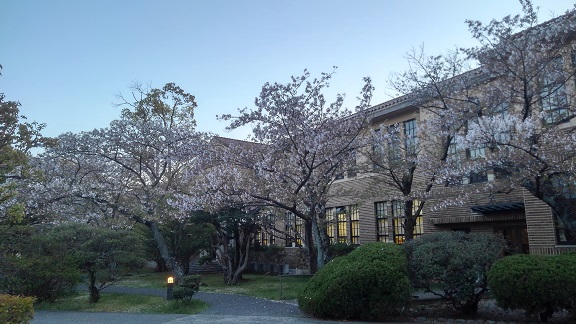 190415 大学の櫻 (1) 190415 大学の櫻 (1)