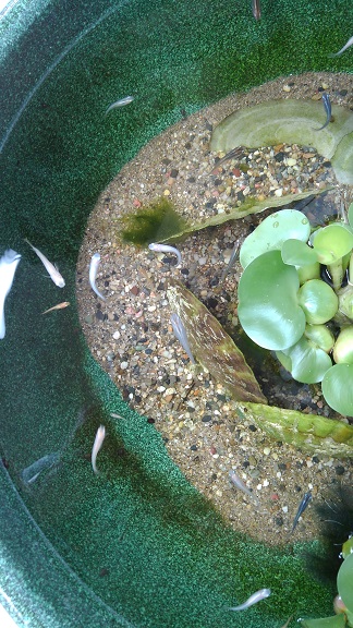 190702 うつし絵・メダカ (3) 190702 うつし絵・メダカ (3)