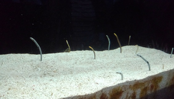 190804 妹新参・須磨水族園 (14) 190804 妹新参・須磨水族園 (14)