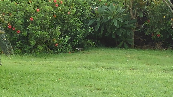 190824 石垣島初日 (6) 190824 石垣島初日 (6)