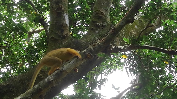 190824 石垣島初日 (18) 190824 石垣島初日 (18)