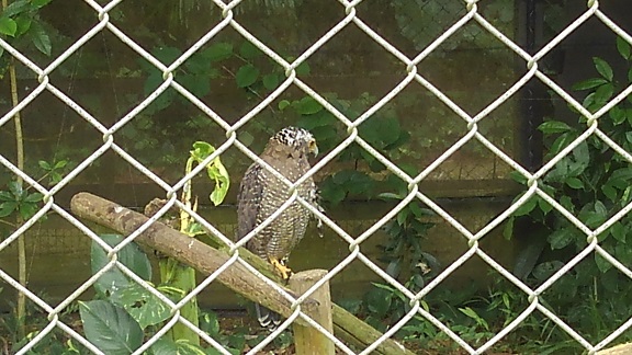 190824 石垣島初日 (36) 190824 石垣島初日 (36)