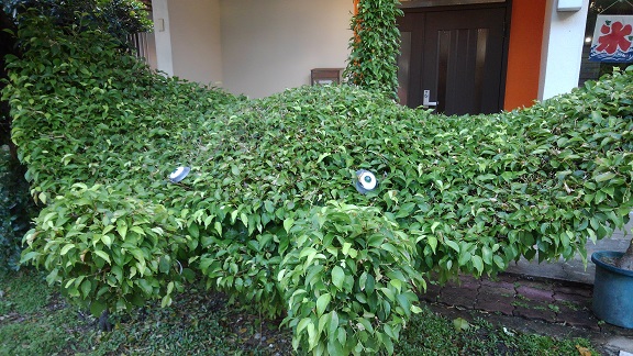 190825 石垣島2日目 (37) 190825 石垣島2日目 (37)