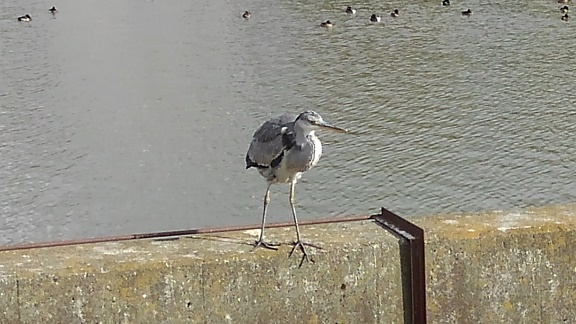 200108 散歩・新池 (7) 200108 散歩・新池 (7)