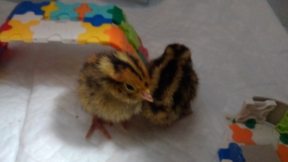 201211 今日のうずら (3) 201211 今日のうずら (3)