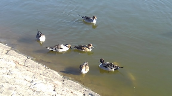 210216 新池 (11) 210216 新池 (11)