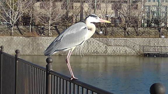 210216 新池 (11) 210216 新池 (11)