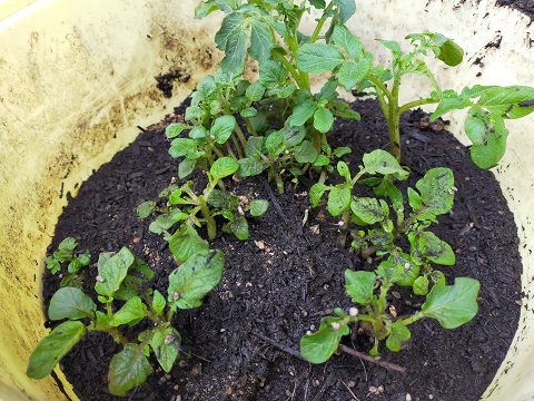 220502 じゃがいも (1) 220502 じゃがいも (1)