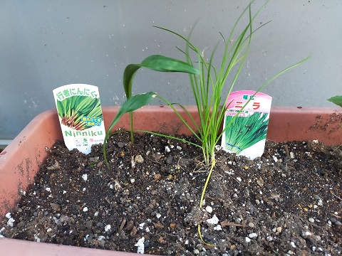 220503 栽培 (1) 220503 栽培 (1)