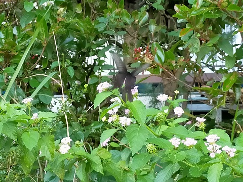 210906 散歩・カラスアゲハ (3) 210906 散歩・カラスアゲハ (3)