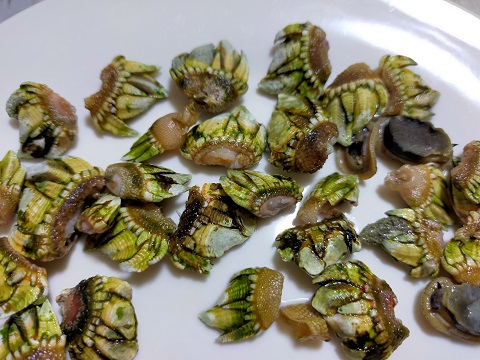 220103 かめのて (14) 220103 かめのて (14)