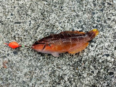 220104 展望台・釣り (32) 220104 展望台・釣り (32)