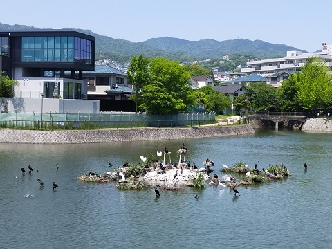 220504 新池 (2) 220504 新池 (2)