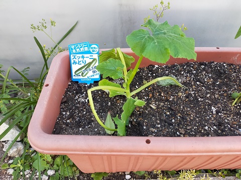 220505　子どもの日 (4)