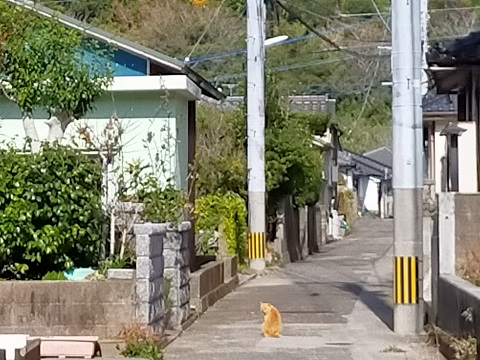 220103 かめのて (2) 220103 かめのて (2)