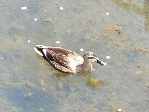 220409 川のとり・亀 (3) 220409 川のとり・亀 (3)