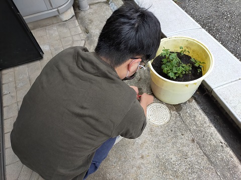 220502 じゃがいも (1) 220502 じゃがいも (1)