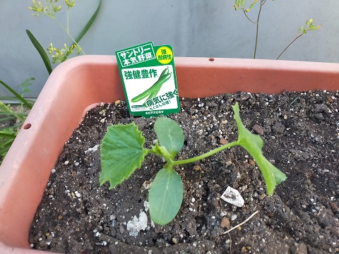 220503 栽培 (1) 220503 栽培 (1)