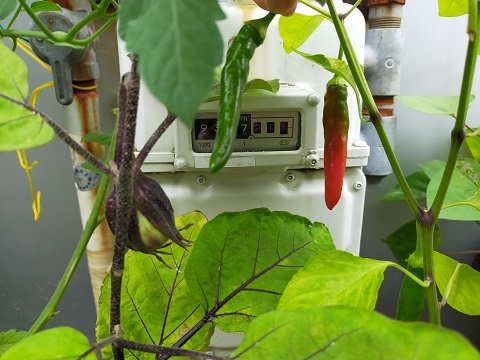 220715 トウガラシ (1) 220715 トウガラシ (1)