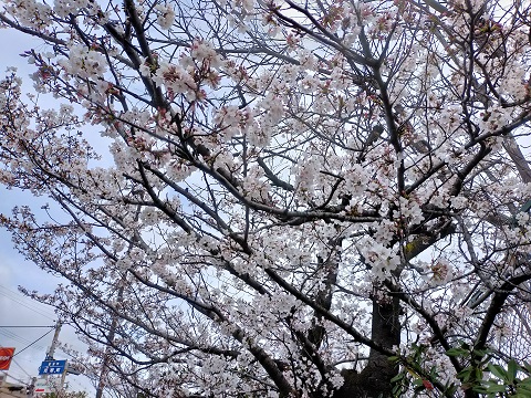 240404 ボウリング・町中華・桜 (1) 240404 ボウリング・町中華・桜 (1)