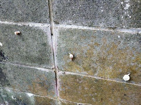 240520 島ベンチ・カタツムリ (2) 240520 島ベンチ・カタツムリ (2)