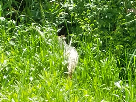 240520 島ベンチ・カタツムリ (7) 240520 島ベンチ・カタツムリ (7)