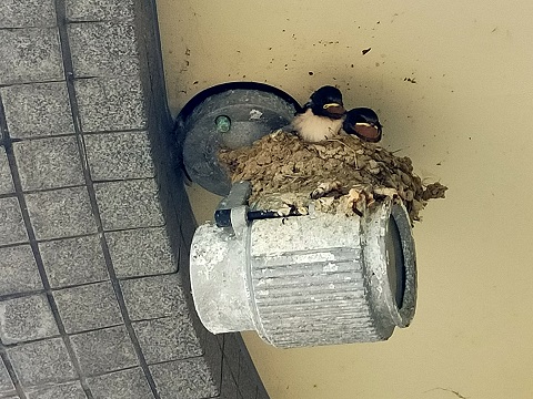 240531 西宮へ (1) 240531 西宮へ (1)