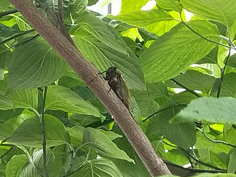 240711 セミと本 (1) 240711 セミと本 (1)