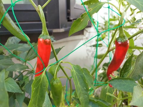 240729 唐がらし (2) 240729 唐がらし (2)