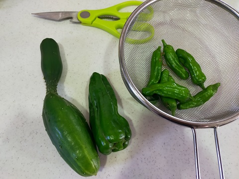 240618 野菜収穫 (3) 240618 野菜収穫 (3)