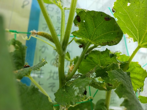 240804 妹新参人形 (3) 240804 妹新参人形 (3)