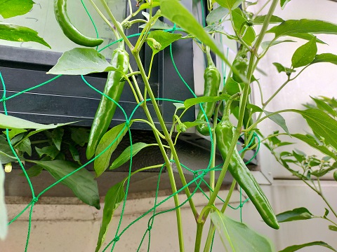 240628 実り (1) 240628 実り (1)