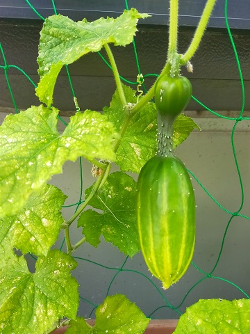 240628 実り (1) 240628 実り (1)